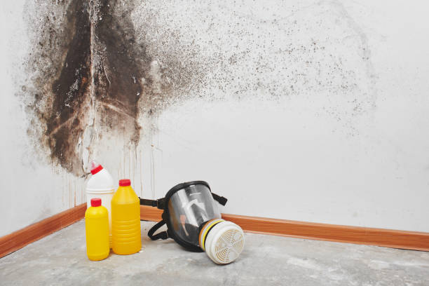 Best Localized Mold Remediation (e.g., coastal areas, humid climates) in Squaw Valley, CA