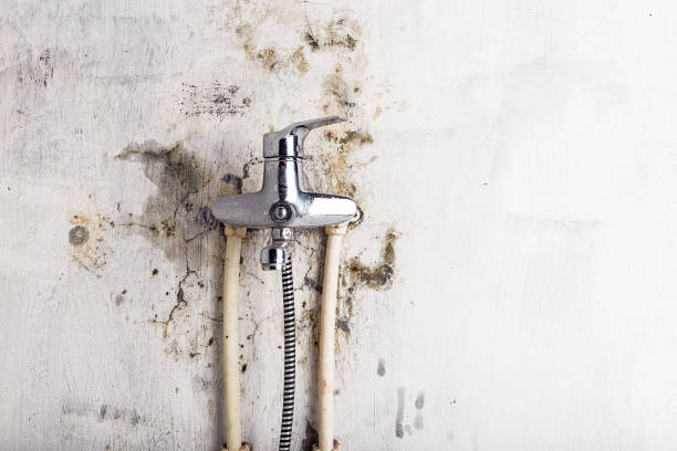 Best Black Mold Remediation in Squaw Valley, CA