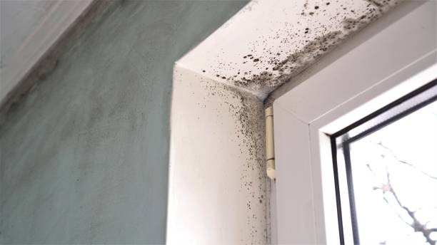 Squaw Valley, CA Mold Removal Pros