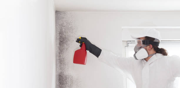 Best Attic Mold Remediation in Squaw Valley, CA