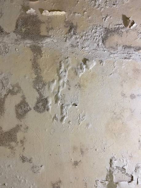 Professional Mold Remediation in Squaw Valley, CA