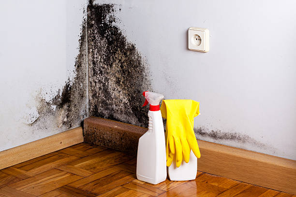 Best Bathroom Mold Remediation in Squaw Valley, CA