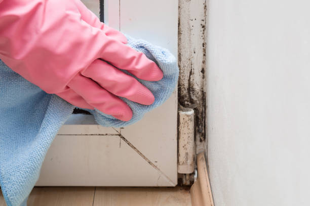 Best HVAC Mold Remediation in Squaw Valley, CA